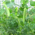 Гроубокс для выращивания конопли