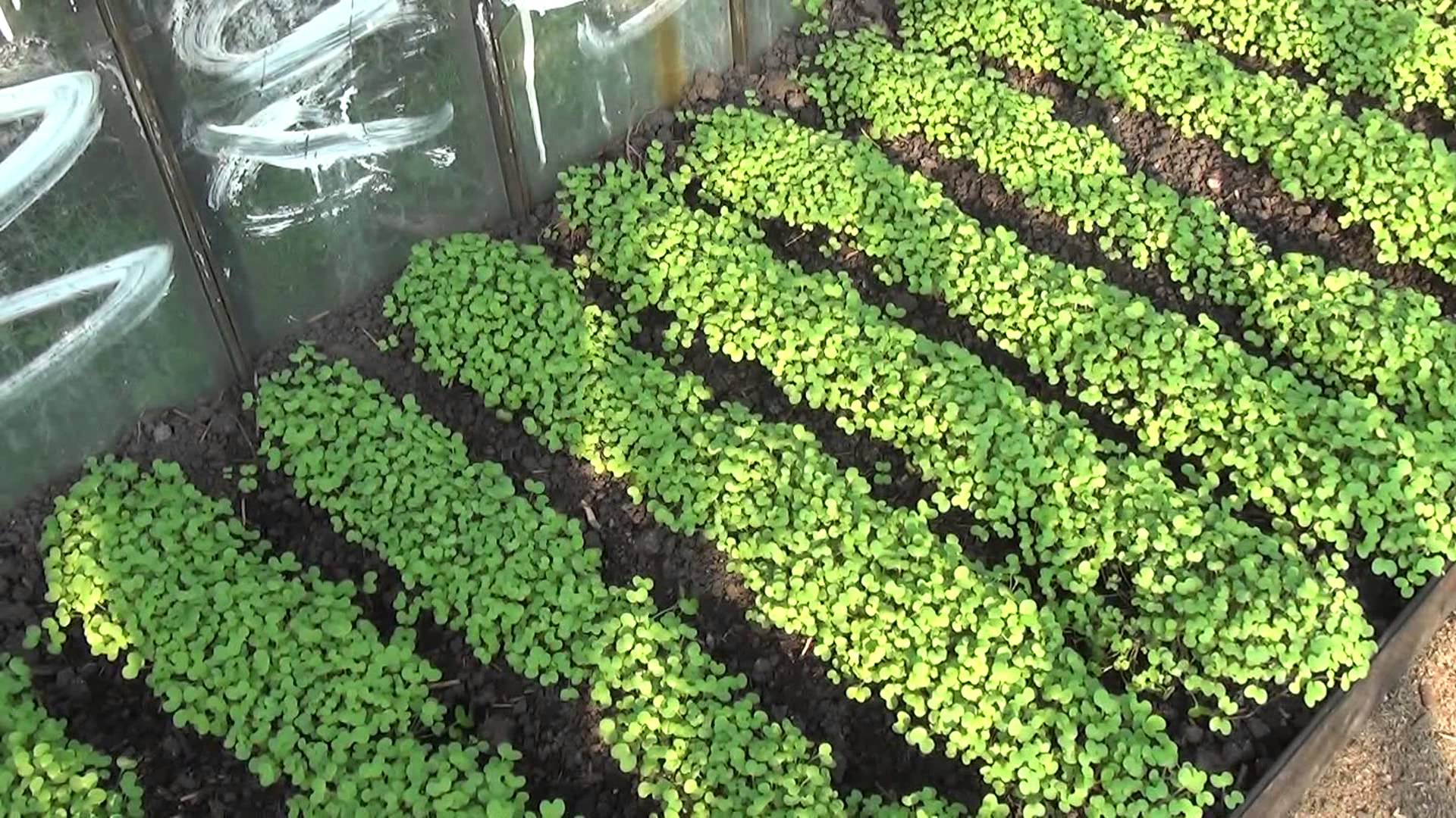 Гроубокс для выращивания конопли